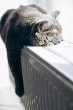 Gray fluffy cat lies and warms itself on white hot radiator. Heating season