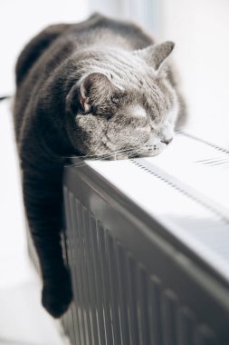 Gray fluffy cat lies and warms itself on white hot radiator. Heating season