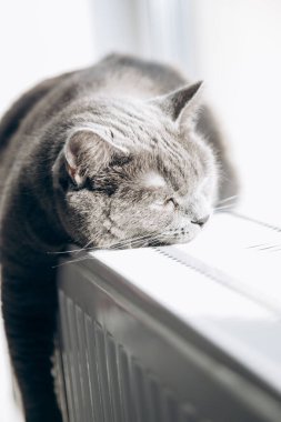 Gray fluffy cat lies and warms itself on white hot radiator. Heating season