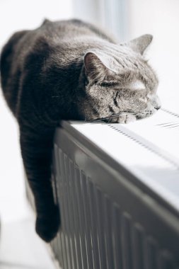 Gray fluffy cat lies and warms itself on white hot radiator. Heating season