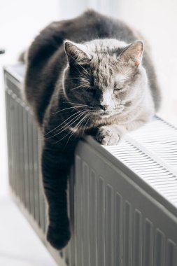 Gray fluffy cat lies and warms itself on white hot radiator. Heating season