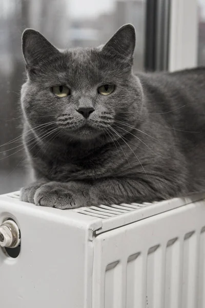 Gray fluffy cat lies and warms itself on white hot radiator. Heating season
