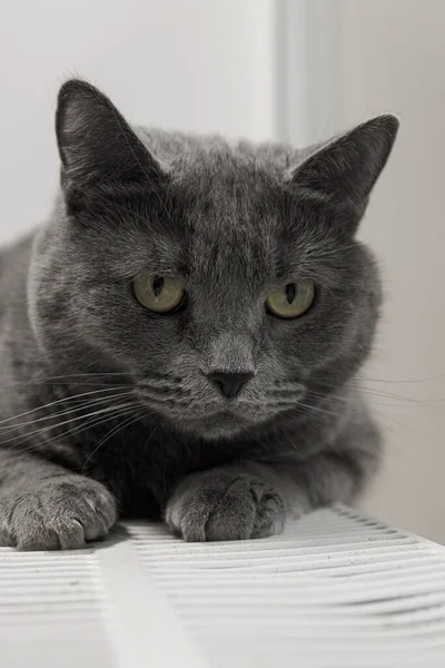 Gray fluffy cat lies and warms itself on white hot radiator. Heating season