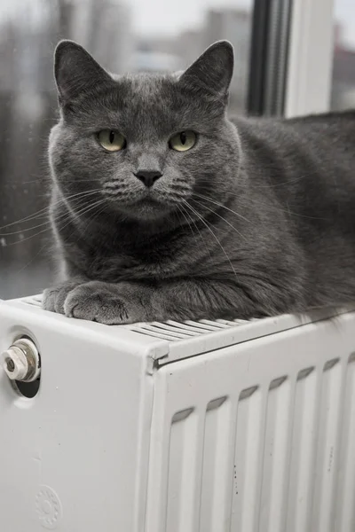 Gray fluffy cat lies and warms itself on white hot radiator. Heating season