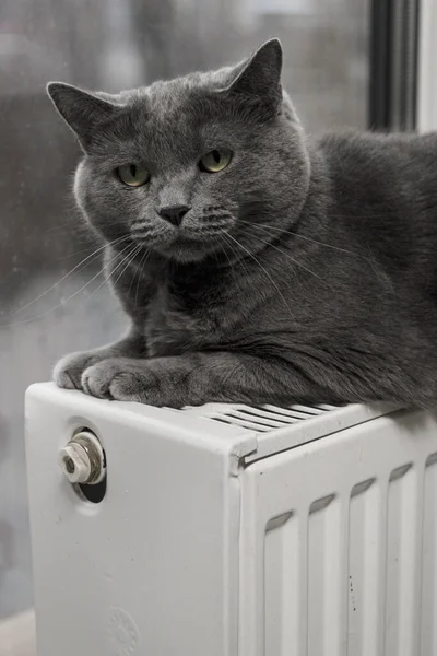 Gray fluffy cat lies and warms itself on white hot radiator. Heating season