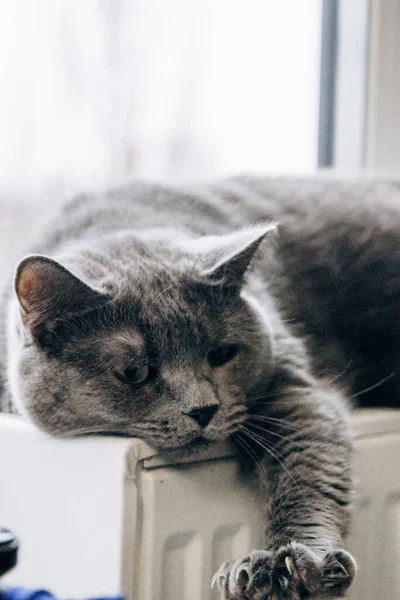 Gray fluffy cat lies and warms itself on white hot radiator. Heating season