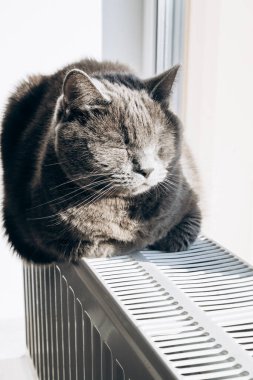 Angry gray cat sits on a white battery. Heating season has begun. Cat is heated in winter on heating main