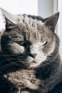 Angry gray cat sits on a white battery. Heating season has begun. Cat is heated in winter on heating main