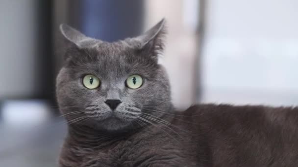 Gray Cat Lies Warm Floor Heating Season Has Begun Cat — Αρχείο Βίντεο