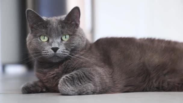Gray Cat Lies Warm Floor Heating Season Has Begun Cat — Αρχείο Βίντεο