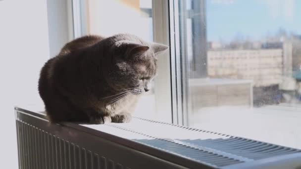 Gray Cat Sits Warm Radiator Nervously Wags Its Tail Heating — Stock video