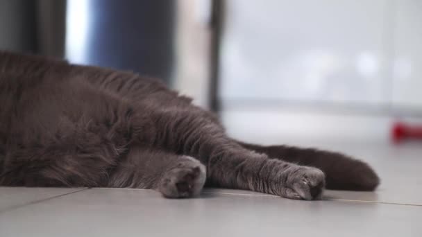 Gray Cat Lies Warm Floor Heating Season Has Begun Cat — 비디오