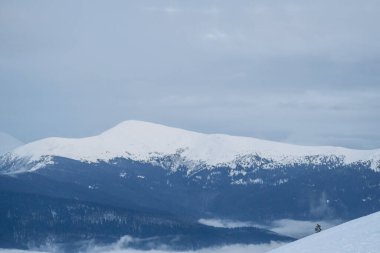 Dragobrat, Ukraine mountain landscape with fog and fir trees