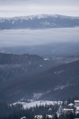 Dragobrat, Ukraine mountain landscape with fog and fir trees