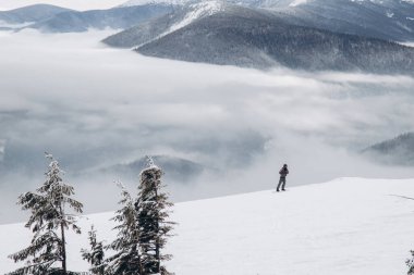 Dragobrat, Ukraine mountain landscape with fog and fir trees