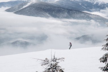 Dragobrat, Ukraine mountain landscape with fog and fir trees