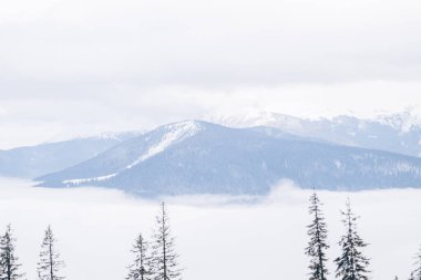 Dragobrat, Ukraine mountain landscape with fog and fir trees