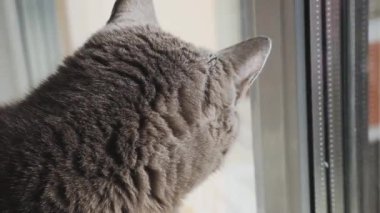 Gray cat sits on warm radiator and nervously wags its tail. heating season has begun. cat is heated in winter on heating main