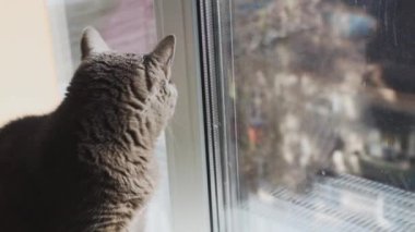 Gray cat sits on warm radiator and nervously wags its tail. heating season has begun. cat is heated in winter on heating main