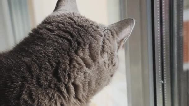 Gray Cat Sits Warm Radiator Nervously Wags Its Tail Heating — Vídeos de Stock