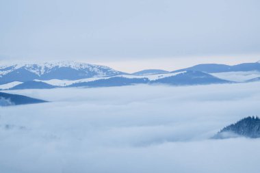 Dragobrat, Ukraine mountain landscape with fog and fir trees