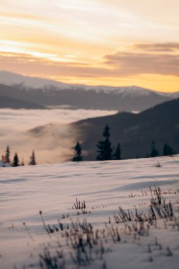 Dragobrat, Ukraine mountain landscape with fog and fir trees. Dawn in a snowy ski resort
