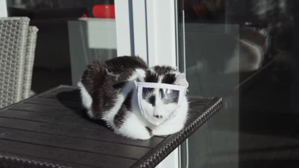Vit Svart Katt Skyddande Medicinsk Mask Sitter Solskydd — Stockvideo