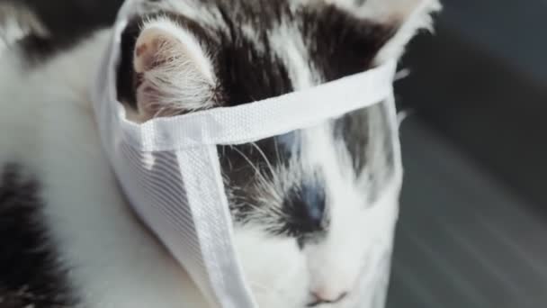Gatto Bianco Nero Maschera Medica Protettiva Siede Crogiolarsi Sole — Video Stock