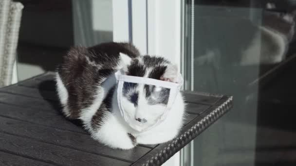 Weiß Schwarze Katze Medizinischer Schutzmaske Sonnt Sich — Stockvideo