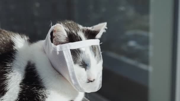 Белая Чёрная Кошка Защитной Медицинской Маске Сидит Солнышке — стоковое видео