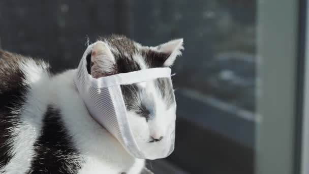 保護医療用マスクの白黒猫は日光浴に座っている — ストック動画