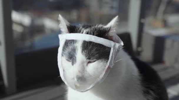 Bílo Černá Kočka Ochranné Lékařské Masce Sedí Slunci — Stock video