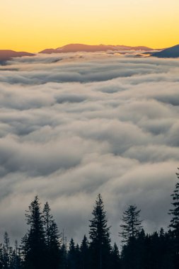 Koruyucu tıbbi maskeli beyaz-siyah kedi güneşlenerek oturur.