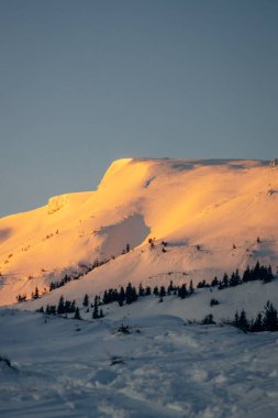 Koruyucu tıbbi maskeli beyaz-siyah kedi güneşlenerek oturur.