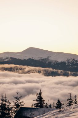 Koruyucu tıbbi maskeli beyaz-siyah kedi güneşlenerek oturur.