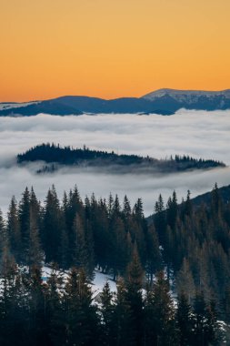 Koruyucu tıbbi maskeli beyaz-siyah kedi güneşlenerek oturur.