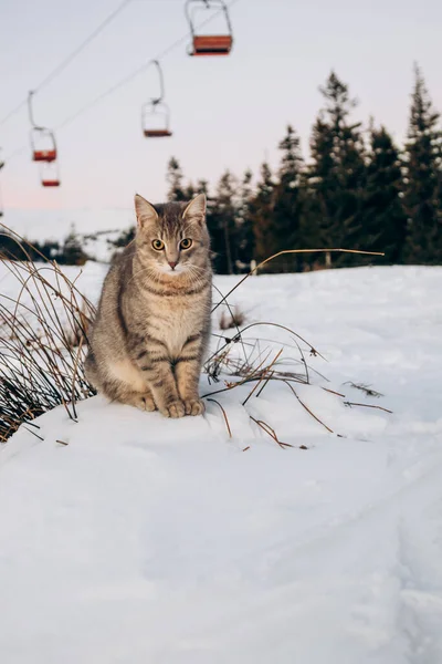 Gato Bonito Senta Neve Com Vista Para Montanhas — Fotografia de Stock