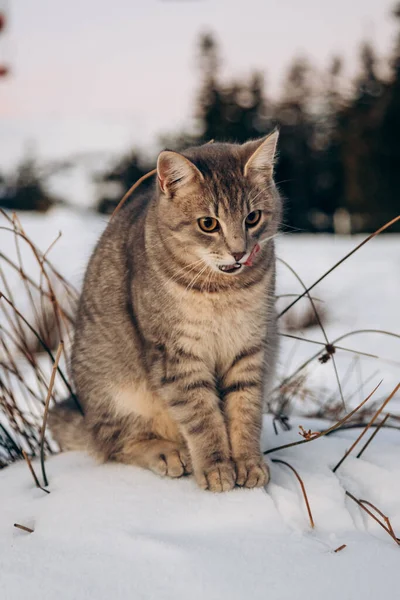 Hermoso Gato Sienta Nieve Con Vistas Las Montañas —  Fotos de Stock