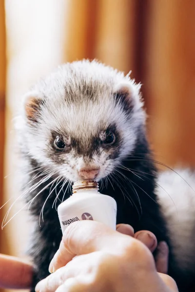 stock image Ferret sits in his arms and eats. Homemade pet Skuns