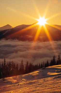 Koruyucu tıbbi maskeli beyaz-siyah kedi güneşlenerek oturur.