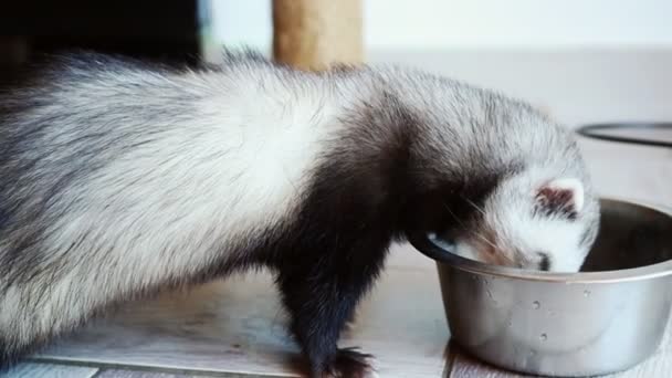黑白雪貂吃铁盘里的肉 雪貂早餐 健康的动物食品 — 图库视频影像