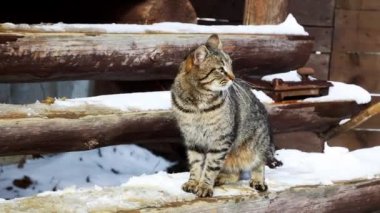 Evsiz kedi verandada oturur ve güneşlenir.