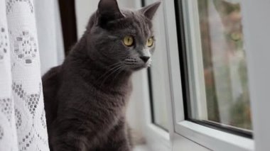 Gri İngiliz kedisi pencere kenarında oturuyor ve tüylü kuyruğuyla oynuyor.