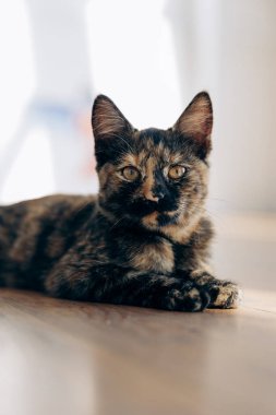 Kırmızı-siyah kedi yavrusu güneşte güneşleniyor.