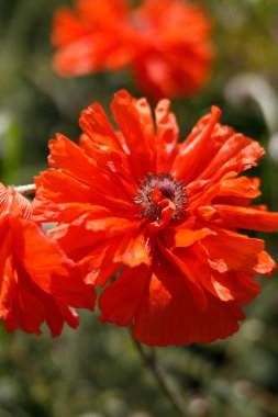 Açık alanda kırmızı gelincikler açar. Çiçek yatağı yazları çiçeklerle evin yanında.