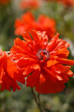 Açık alanda kırmızı gelincikler açar. Çiçek yatağı yazları çiçeklerle evin yanında.