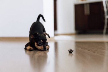 Kahverengi ve siyah Chuhuahua köpeği oyuncakla oynuyor. Aktif ve sağlıklı köpek