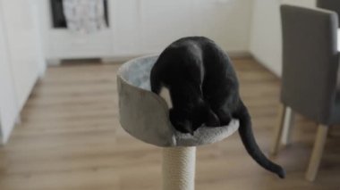 Siyah beyaz kedi bir karyolada oturur ve oynar. evcil
