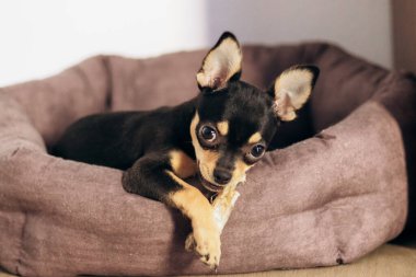 Chihuahua köpeği standda oturur ve kemikleri çiğner.