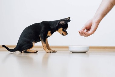 Küçük köpek insan tarafından beslenmek istiyor. Chihuahua beyaz kaseden yemek yer ve insan onu besler.